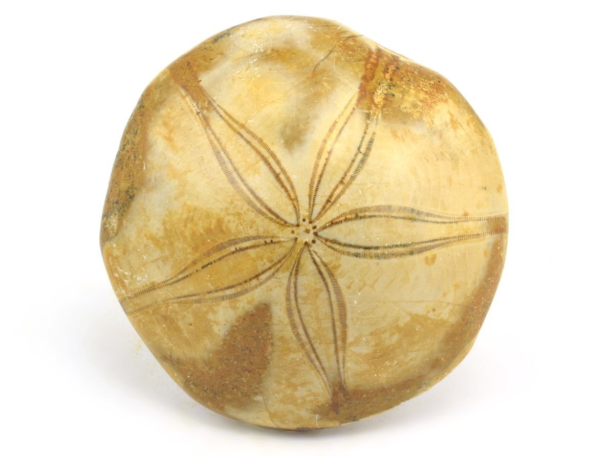 Zkamenělina ježovky Pygurus marmonti.